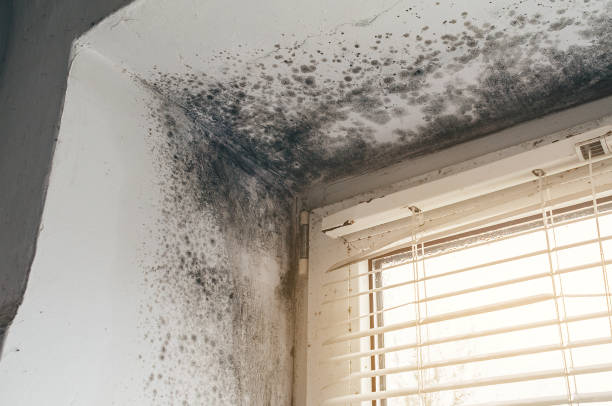 Affordable Mold Removal solutions in Richwood, TX