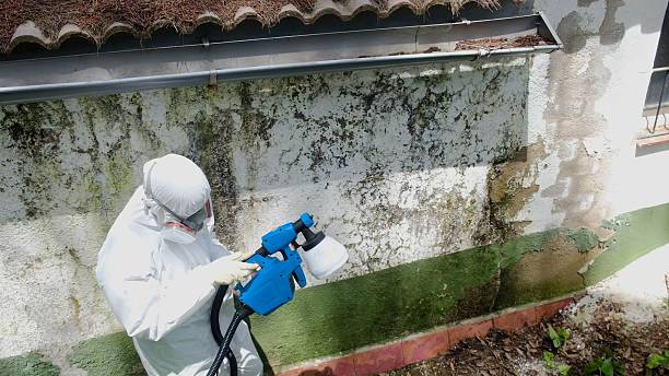 Top rated local Mold Removal specialists in Richwood, TX